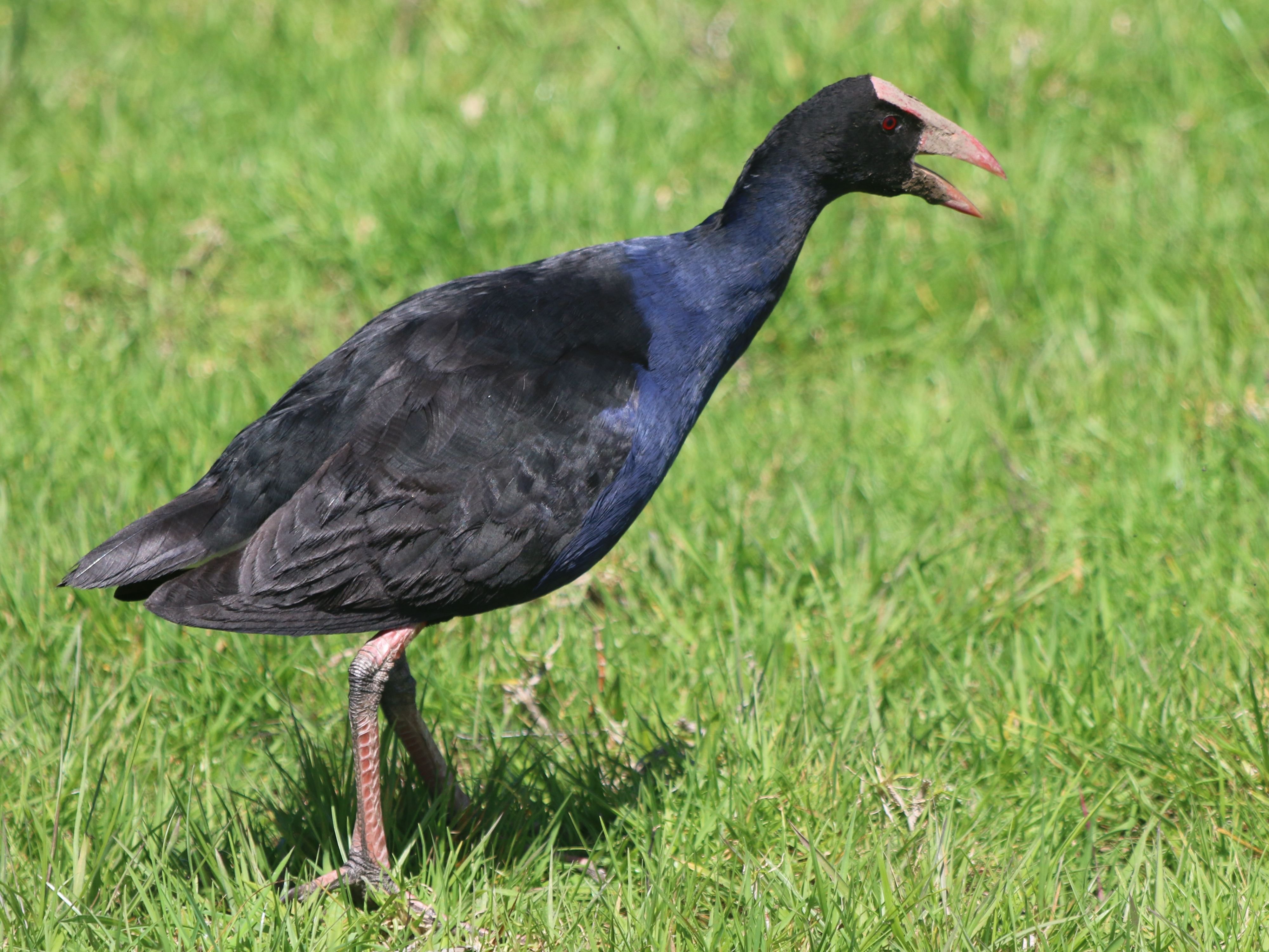 Von-wegen-Gackern-Uni-Konstanz-entschl-sselt-die-Sprache-der-Purpurh-hner