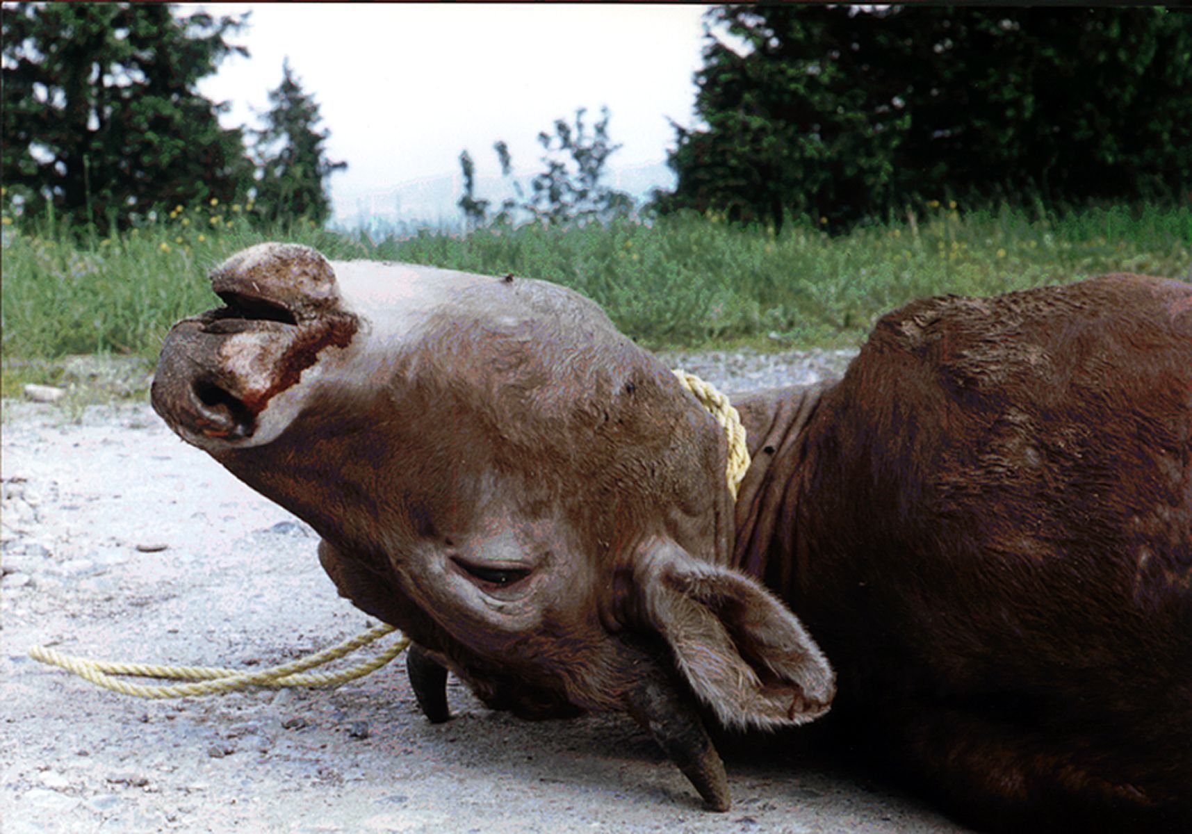 Landwirtschaft-unter-Druck-Bauernkrieg-als-zeitloses-Dokument-des-Widerstands