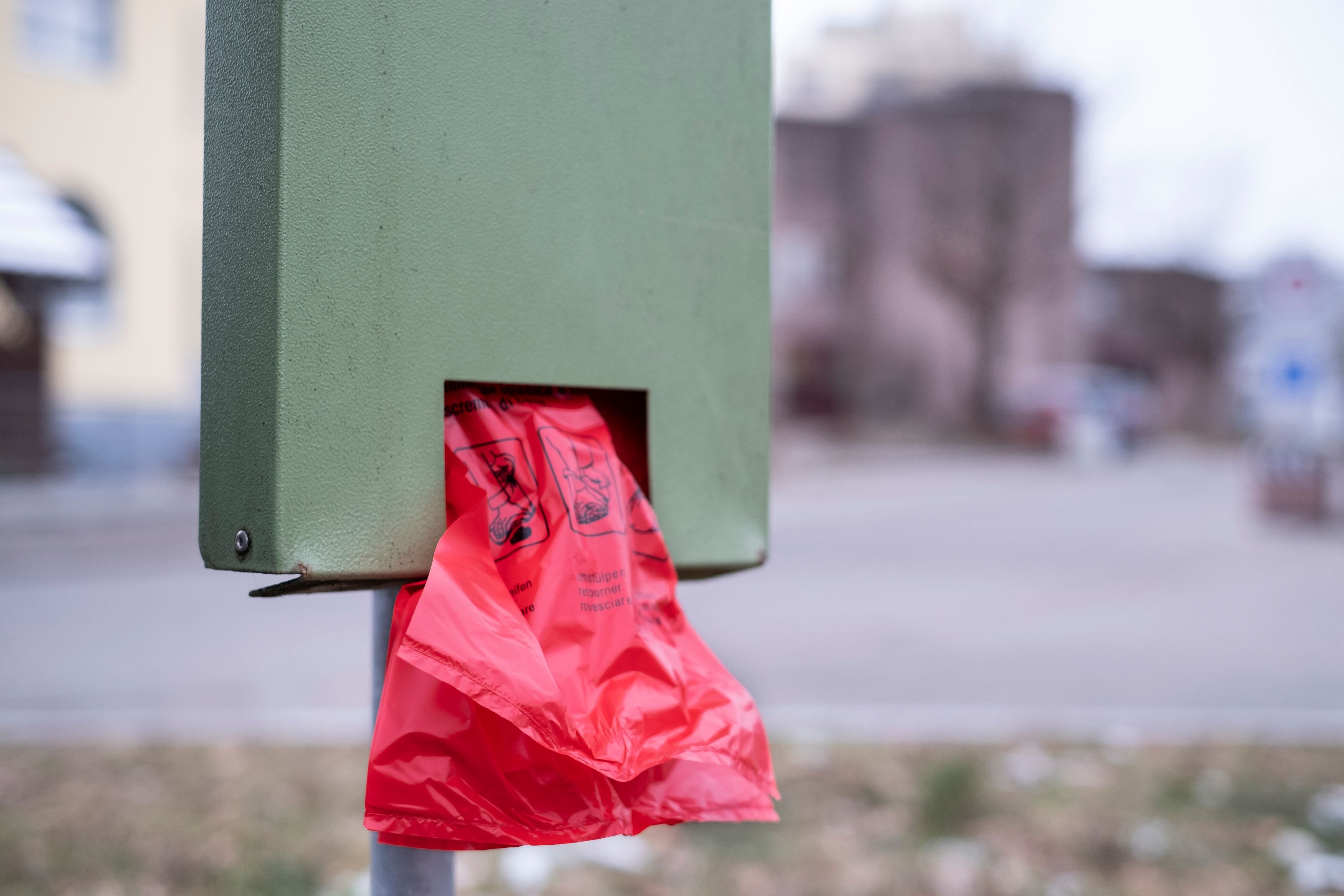 Wenn-Bellos-Haufen-liegen-bleibt-Gemeinde-B-hler-reagiert-auf-Hundekot-am-Strassenrand