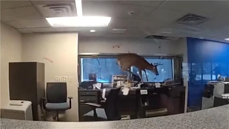 Tierischer-Polizeieinsatz-Rehbock-bricht-in-Bankfiliale-ein