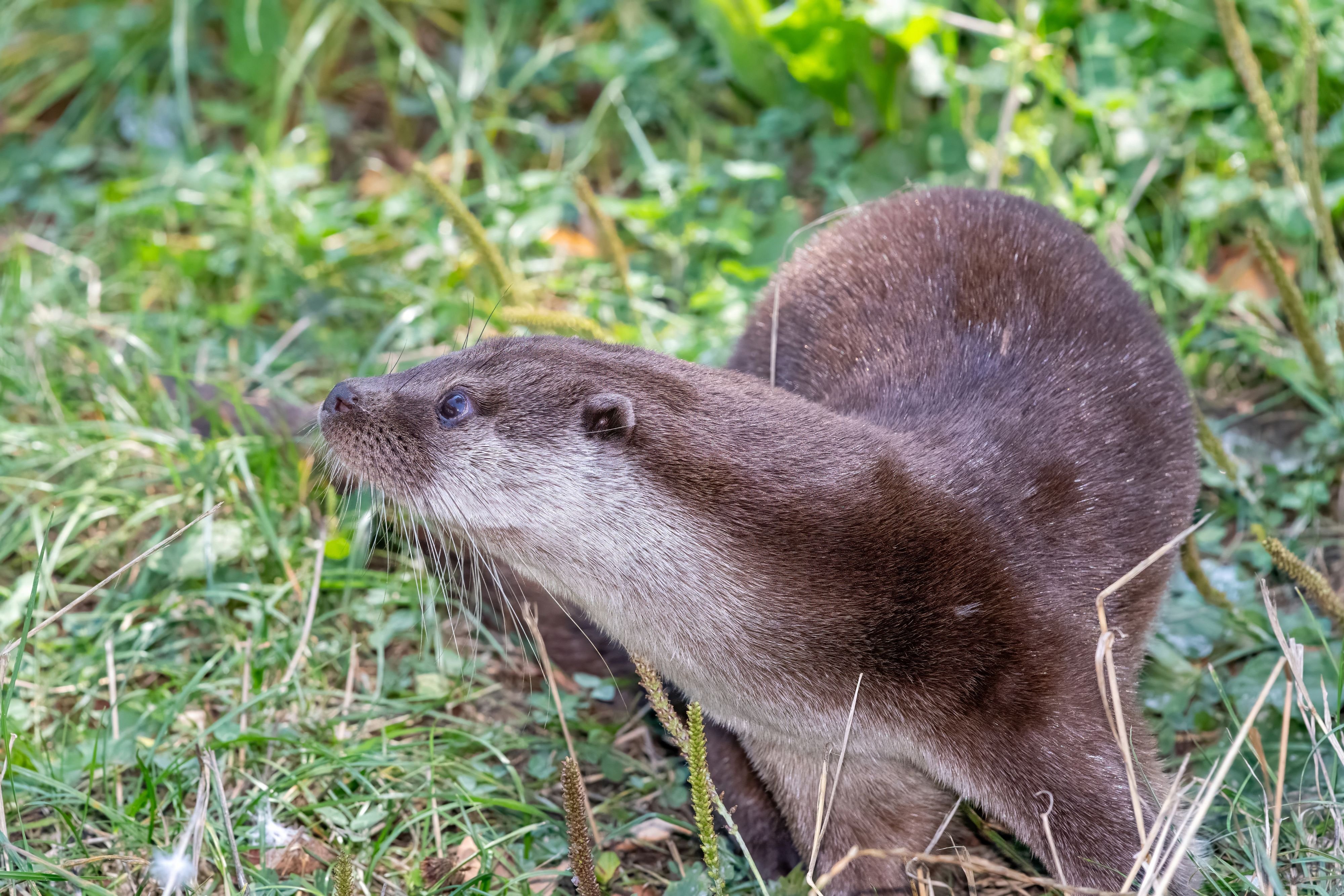 artensp-rhund-sucht-an-thur-und-necker-nach-fischottern