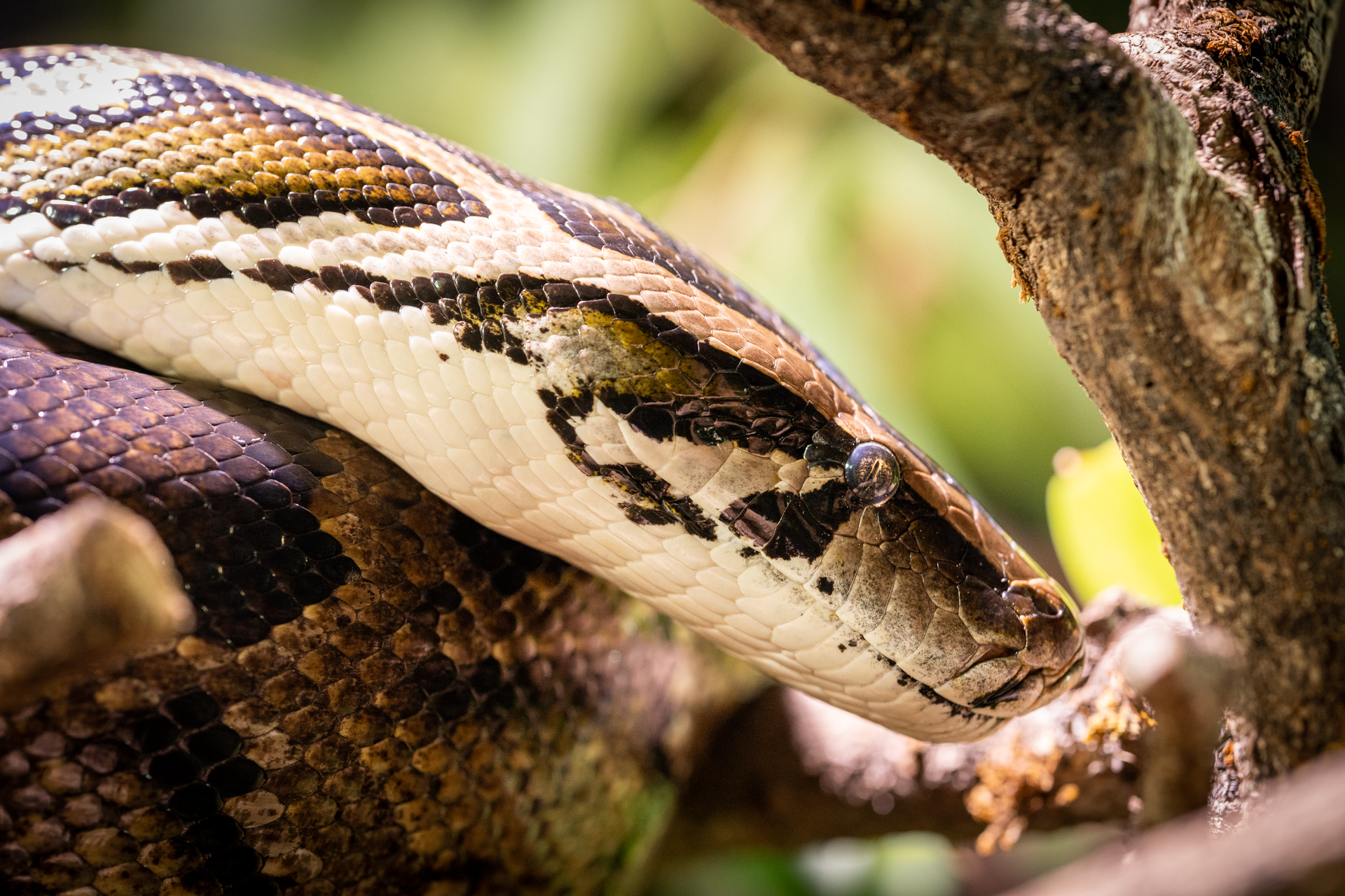 ein-hobbithaus-f-r-schlange-und-gl-hw-rmchen-walter-zoo-plant-pionierprojekt-f-r-16-millionen