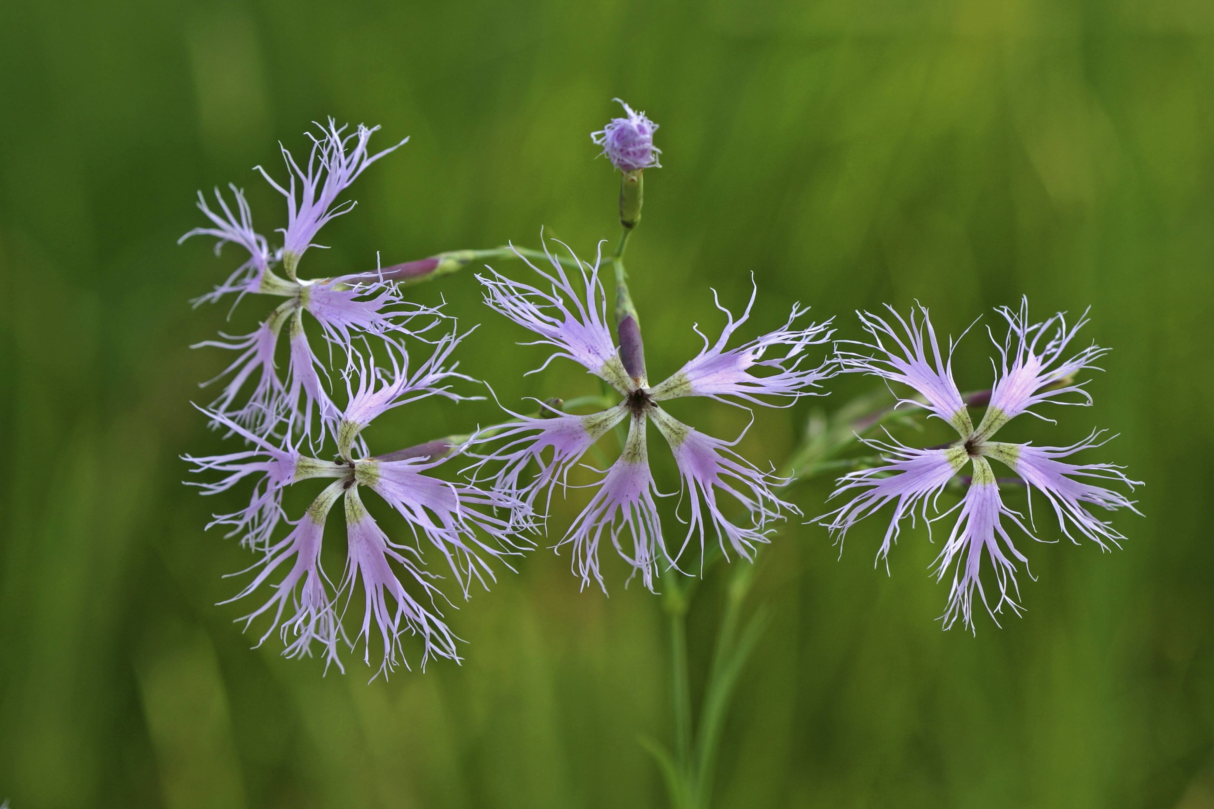 Von-vielen-G-rtnern-untersch-tzt-Warum-die-Pflanze-des-Jahres-2026-mehr-Beachtung-verdient