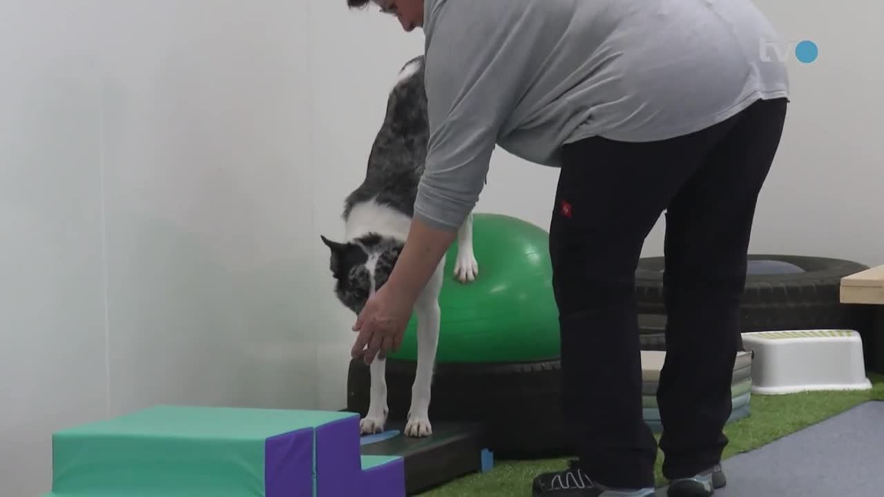 Neuer-Indoor-Hundepark-im-B-hler-Training-ohne-L-rm-Ger-che-und-Ablenkung