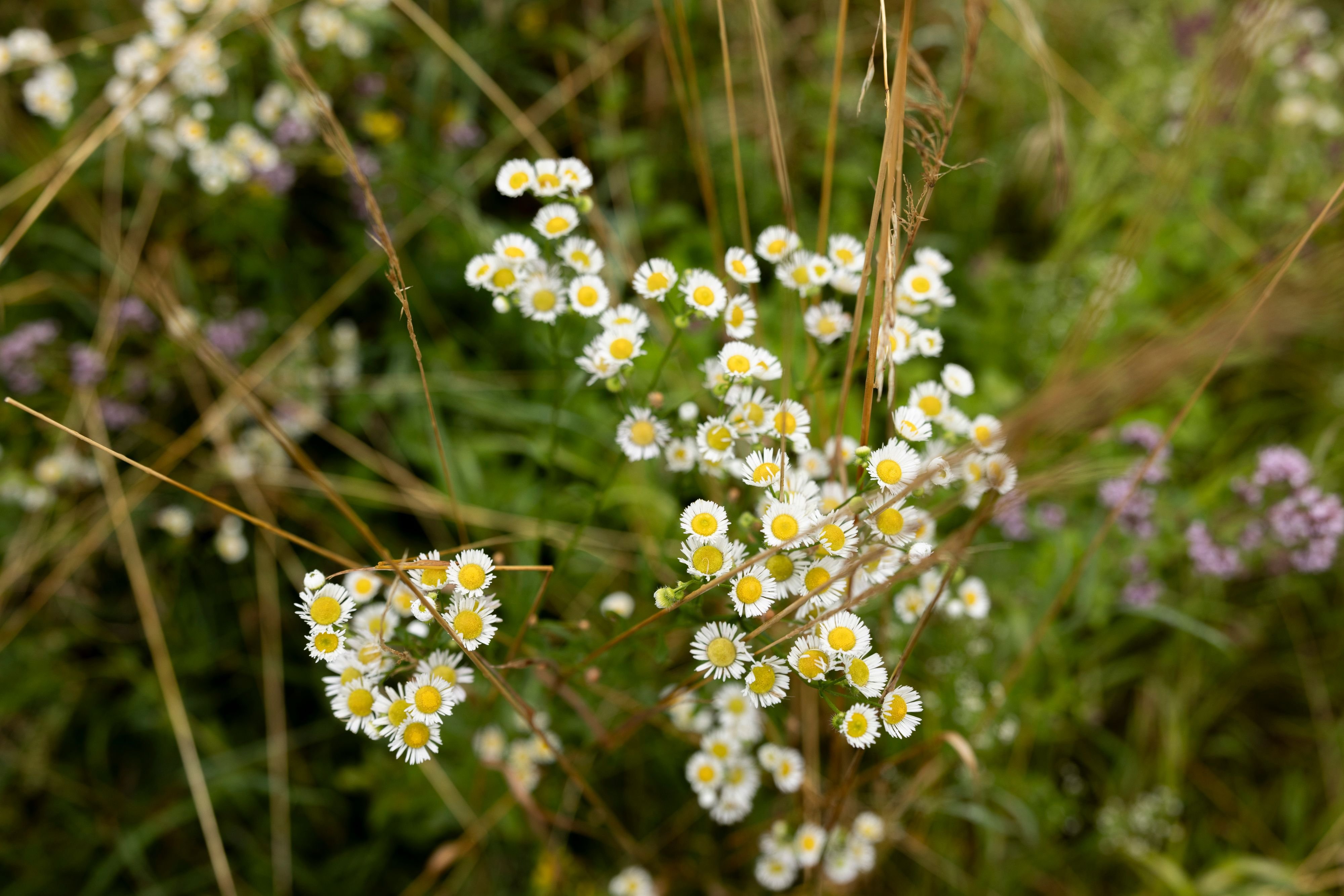 Aktionsplan-gegen-Neophyten-Stadtrat-pr-ft-Massnahmen-und-Kosten