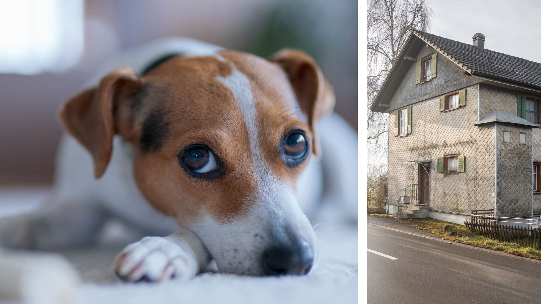 -Es-gab-viel-Misstrauen-und-Vorurteile-In-Graltshausen-soll-das-schweizweit-erste-Zentrum-f-r-Tollwut-Quarant-ne-bei-Hunden-entstehen