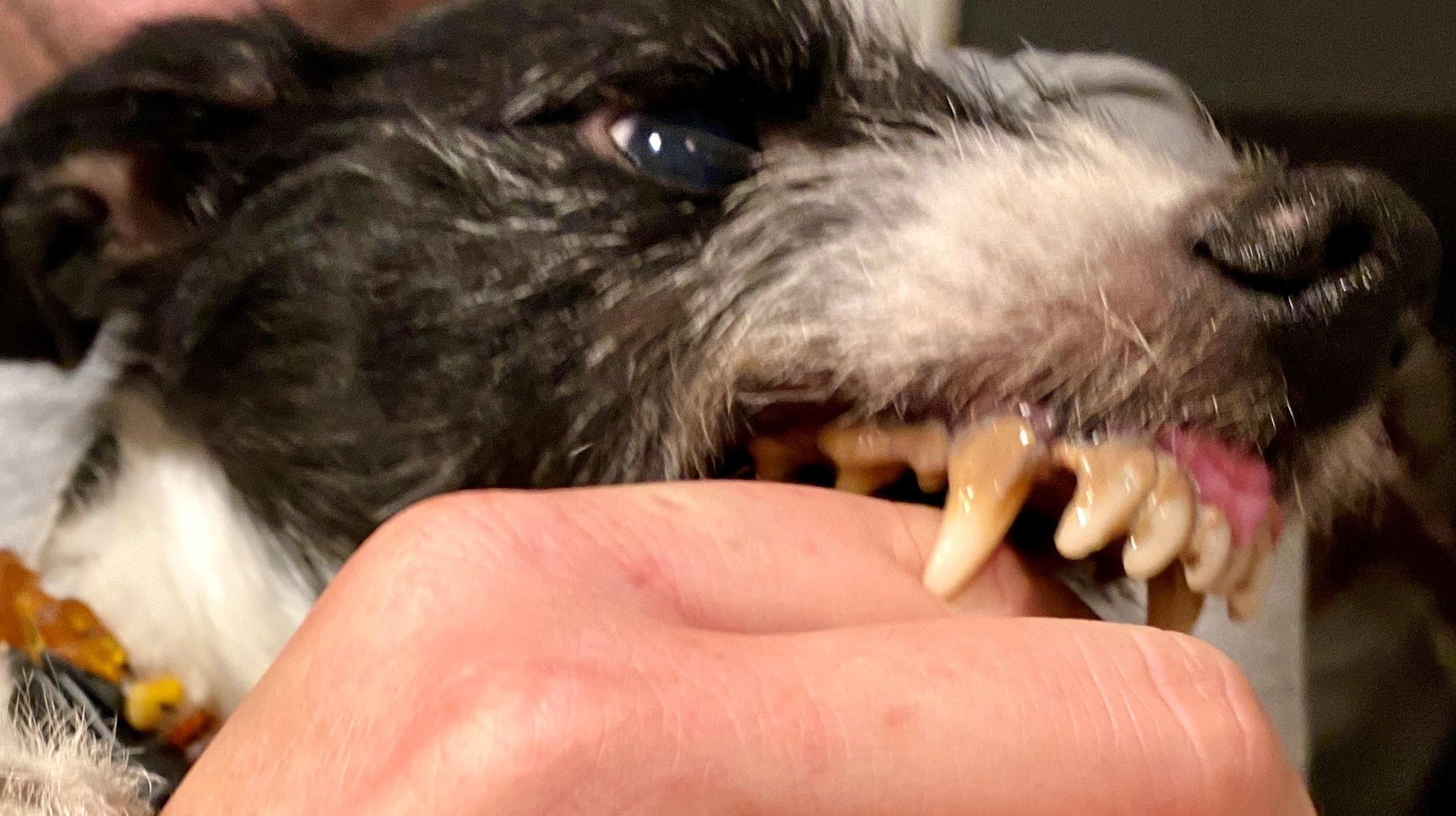 Strafbefehle-des-Monats-Ein-Filmer-im-Bordell-ein-beissender-Hund-und-eine-Wohnung-voller-Katzen