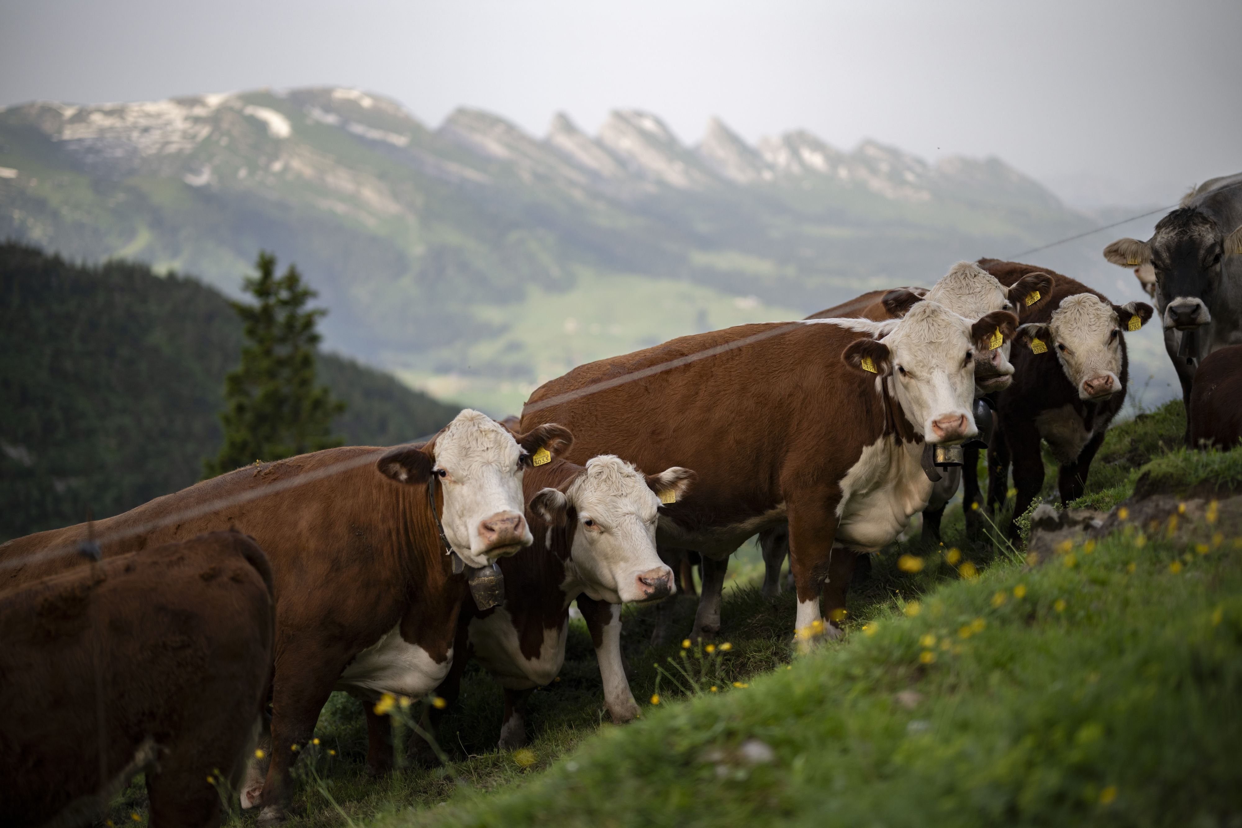 -Wenn-man-mit-der-Natur-arbeitet-kann-man-nicht-punktgenau-produzieren-Deshalb-sinken-derzeit-die-Preise-f-r-Milch-und-Joghurt