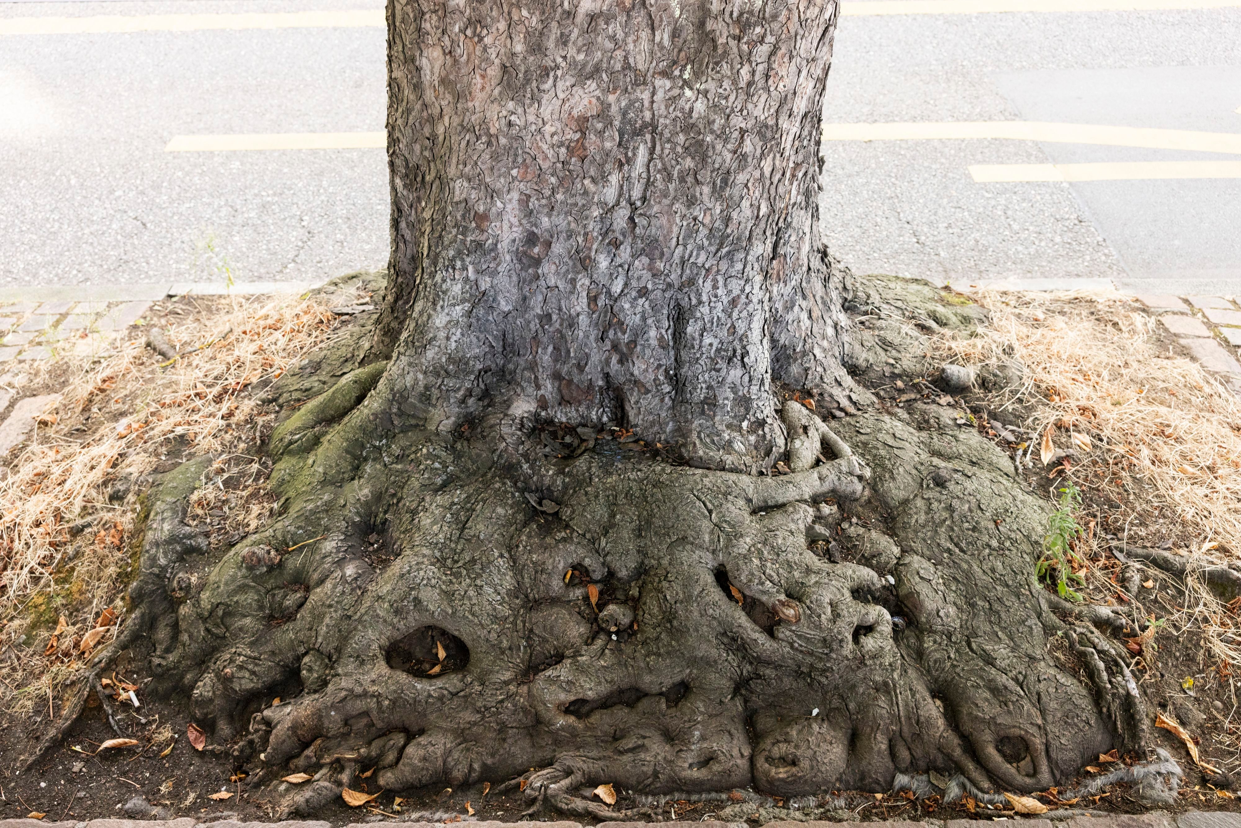 Binningen-sch-tzt-seine-B-ume