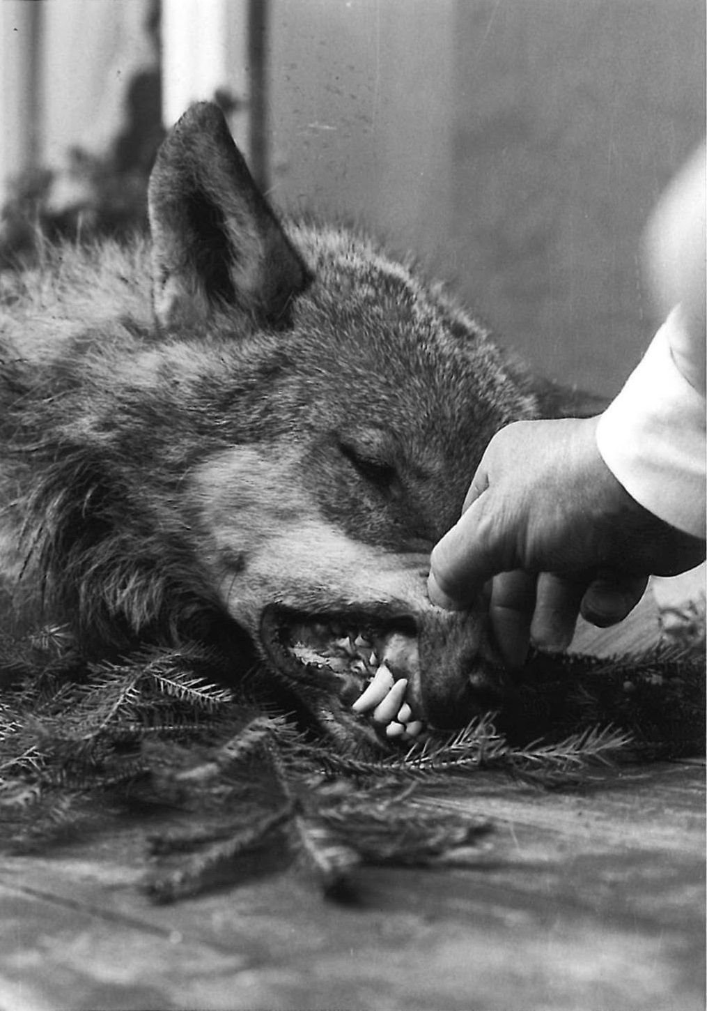 Als-der-Wolf-von-H-gendorf-die-ganze-Schweiz-besch-ftigte