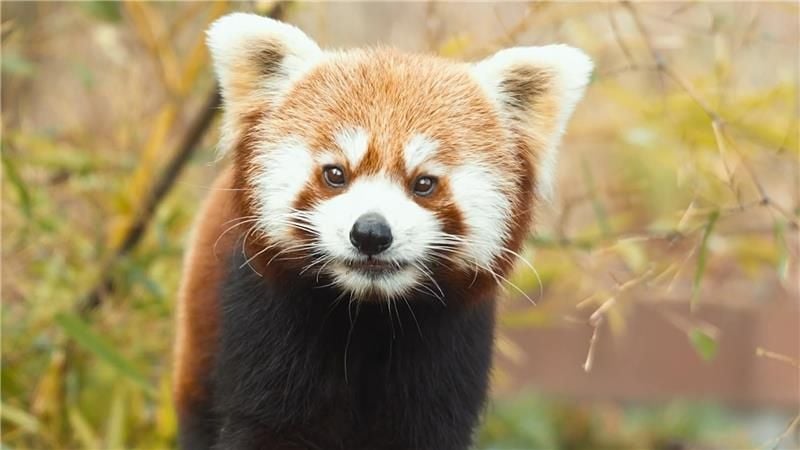 Bald-Nachwuchs-bei-den-Kleinen-Pandas-im-Zoo-Z-rich-
