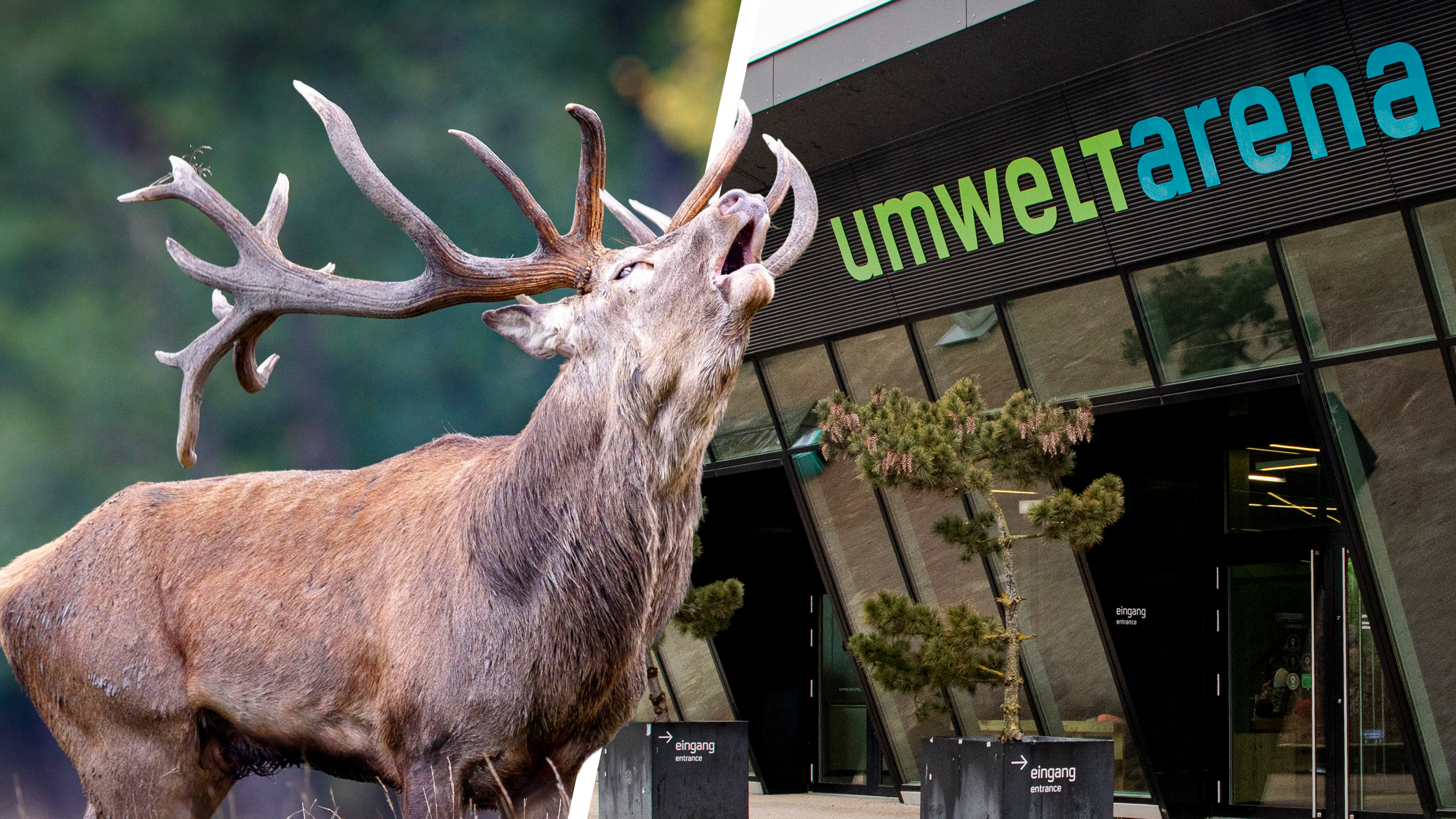 Tiersch-tzer-fluten-Gemeinde-Postfach-mit-850-Protestmails-Spreitenbach-reagiert-mit-Strafanzeige