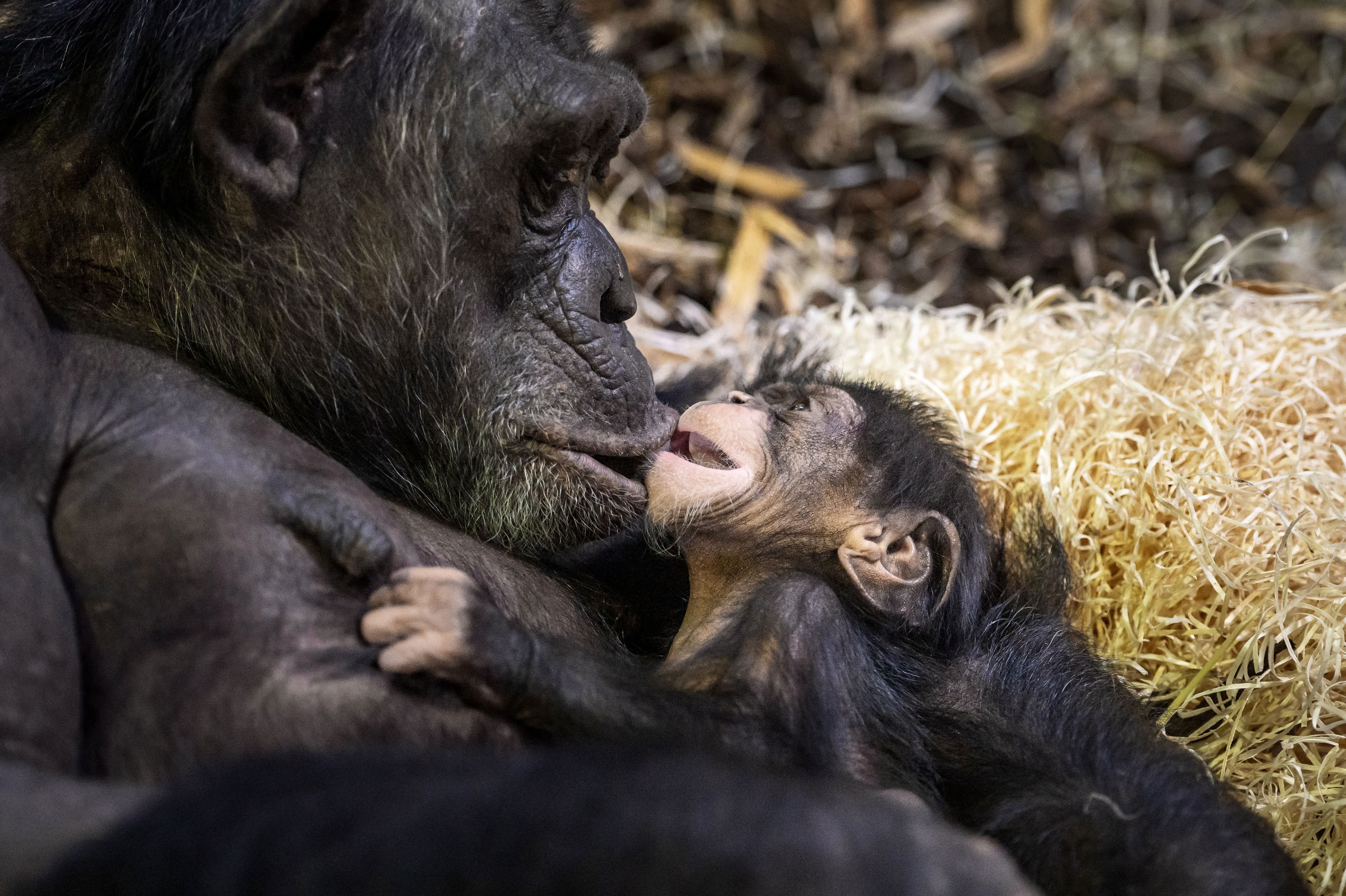 Walter-Zoo-Schimpansenbaby-wird-einen-Namen-mit-G-erhalten