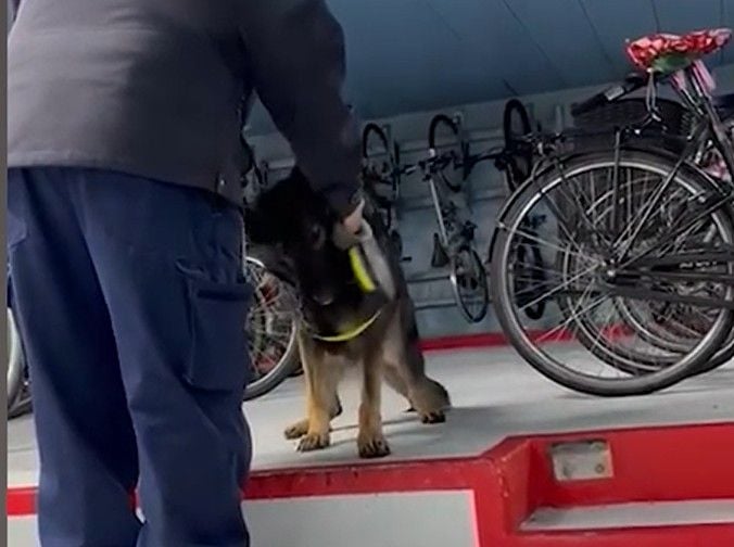 Nach-Schl-gen-auf-die-Schnauze-im-Basler-Veloparking-Strafbefehl-gegen-Securitas-Hundef-hrer