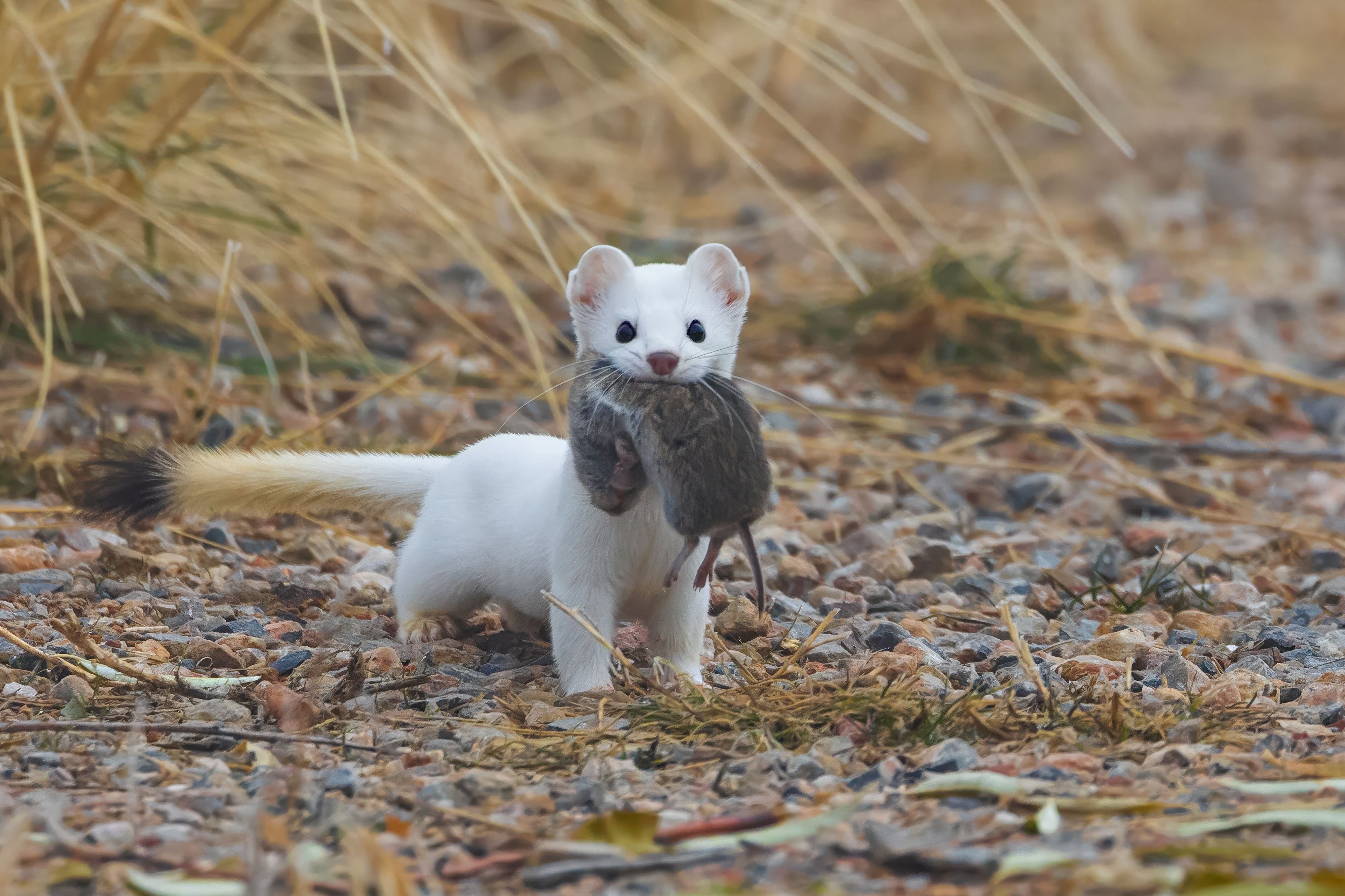 Einfache-Massnahmen-helfen-den-gef-hrdeten-heimischen-Hermelinen
