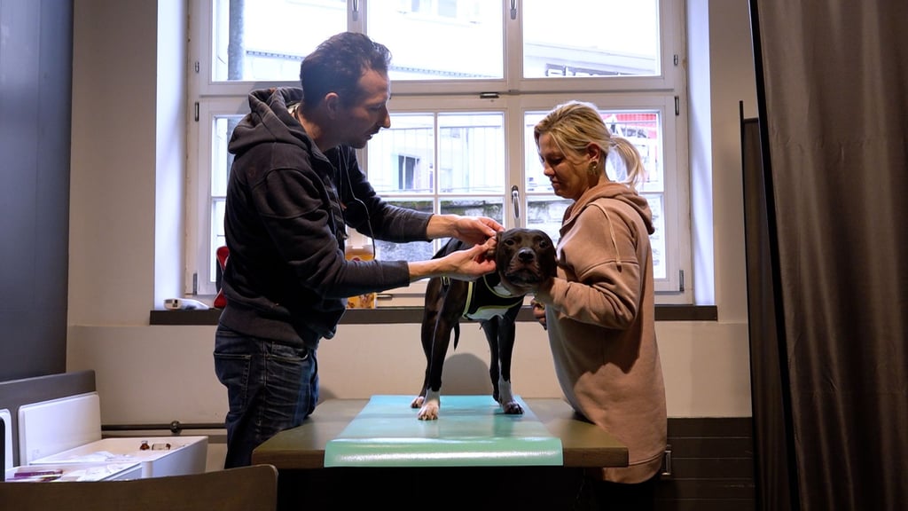 «Die Katzen sind für mich wie Kinder»: Armutsbetroffene zu Besuch beim Gassentierarzt in St.Gallen
